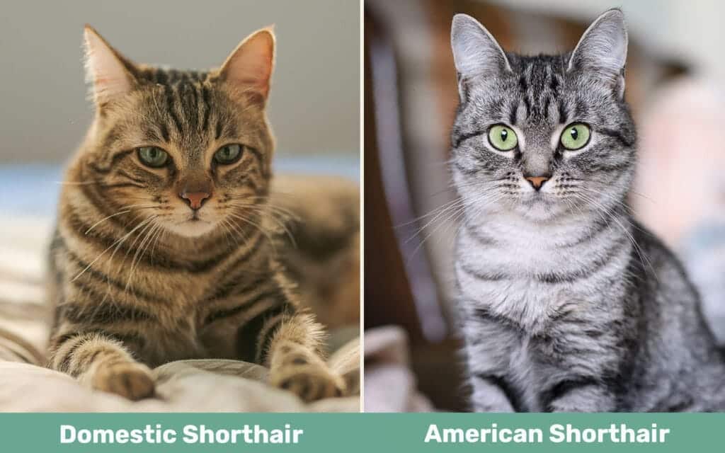Domestic Shorthair vs American Shorthair Cat Main Differences