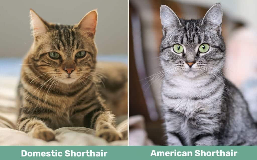 Domestic Shorthair vs American Shorthair side by side