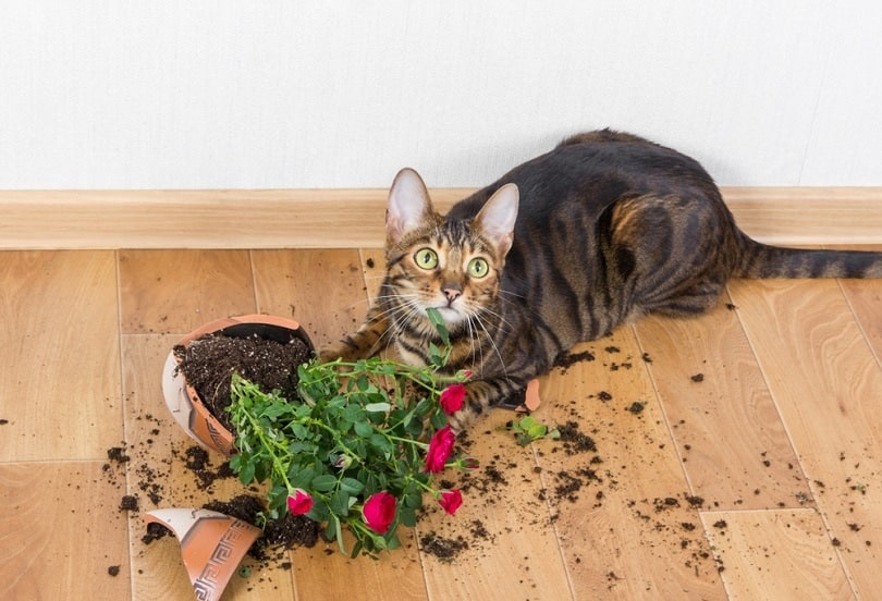 Domestic cat breed toyger flower rose pot_Nataliia Pyzhova_shutterstock