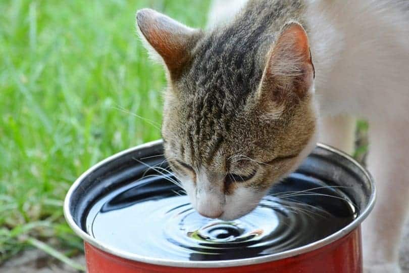 kitten drinking water_AleksandarMilutinovic, Shutterstock
