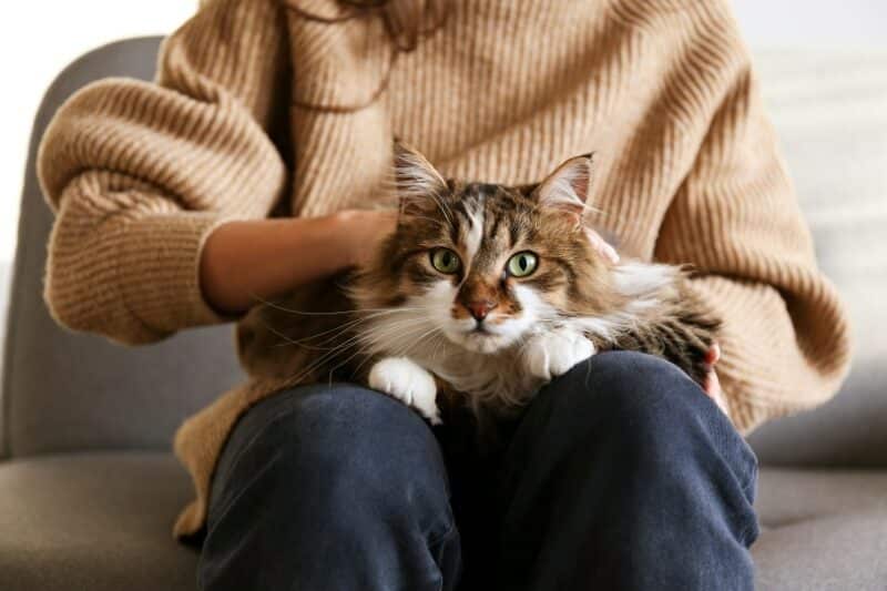 domestic cat lying on owners lap