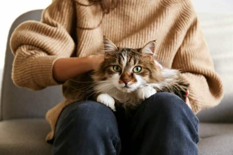 Why Do Cats Sit On You? 6 Common Reasons Catster