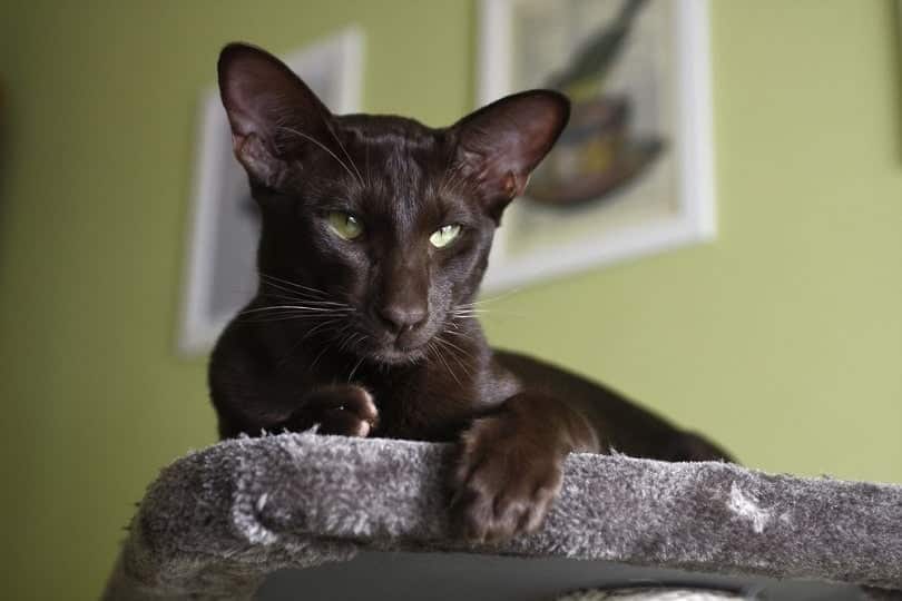 Domestic cat - oriental shorthair_Jolanta Jd_shutterstock