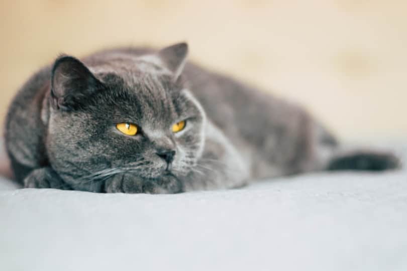 Domestic cat relaxing on bed