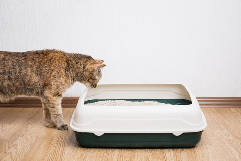 Can Rice Be Used as Cat Litter? VetReviewed Pros & Cons Your Pets Rus