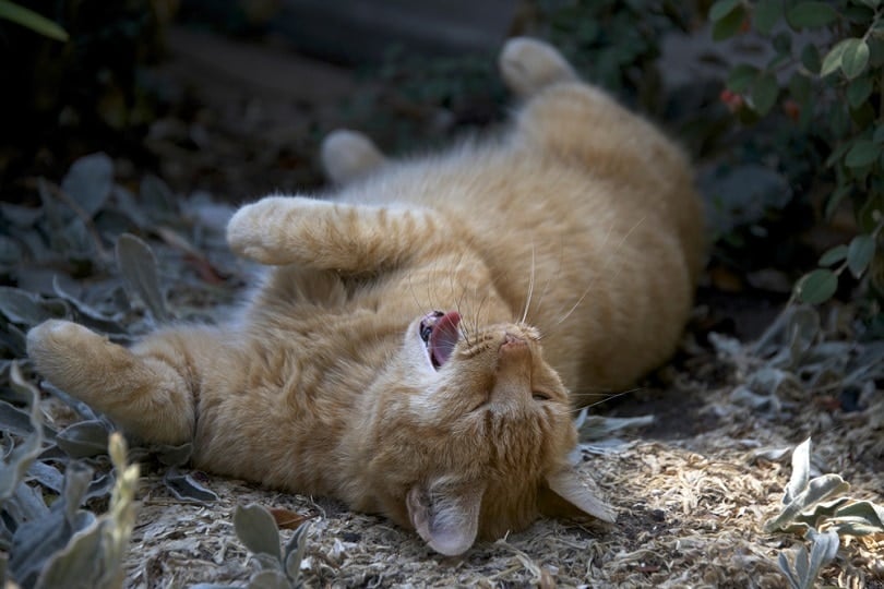 domesticated orange tabby cat rolling around in the dirt