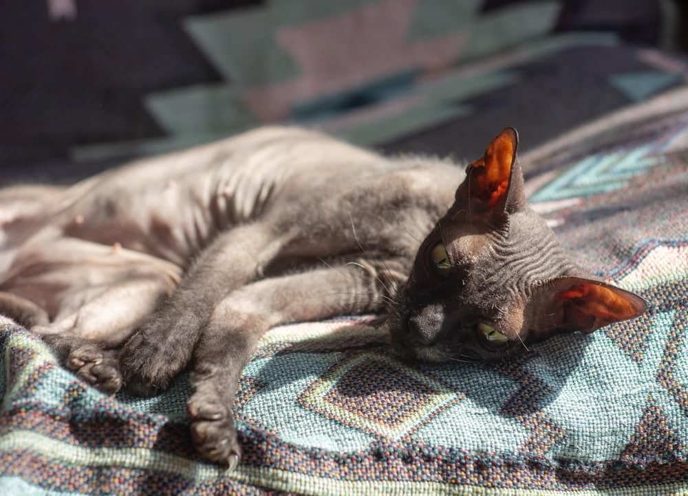 Donskoy cat (Don Sphynx, Russian Hairless) indoor on sofa