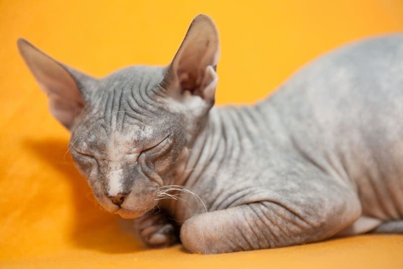 Donskoy sphinx cat_Kekyalyaynen_shutterstock