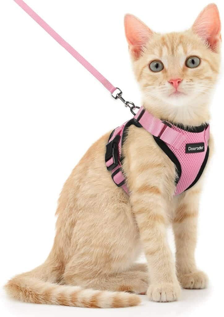 10 Best EscapeProof Cat Harnesses of 2024 Reviews & Top Picks Catster