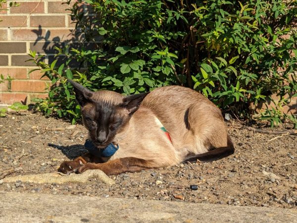 Dougie sleeping outside after an adventure Photo Courtesy Kim Sear