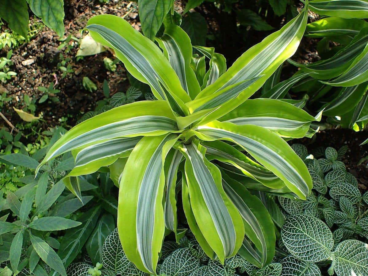 Dracaena fragrans Limelight