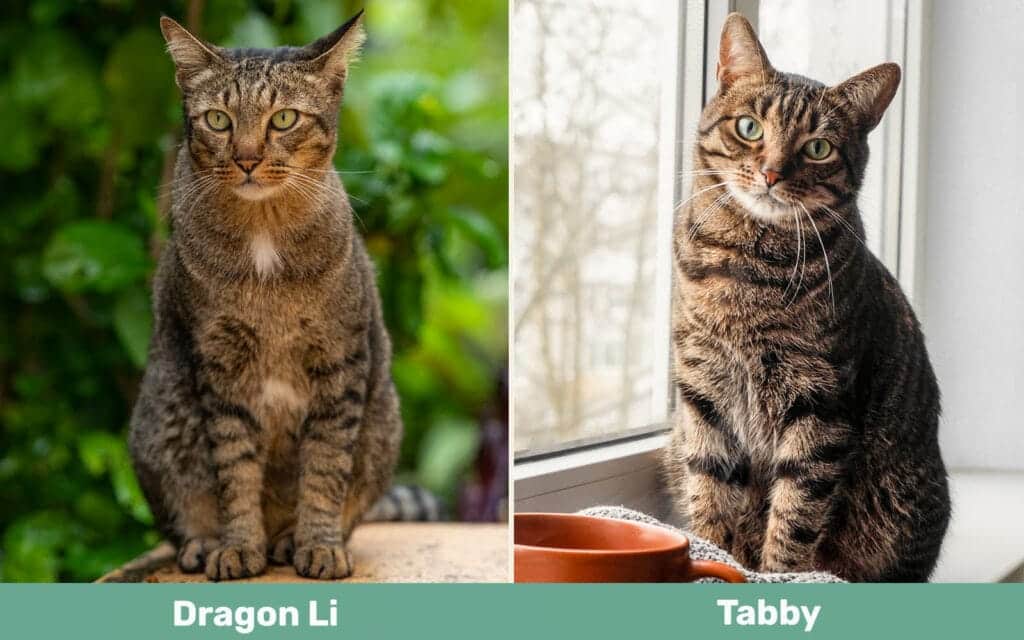 Dragon Li vs Tabby side by side