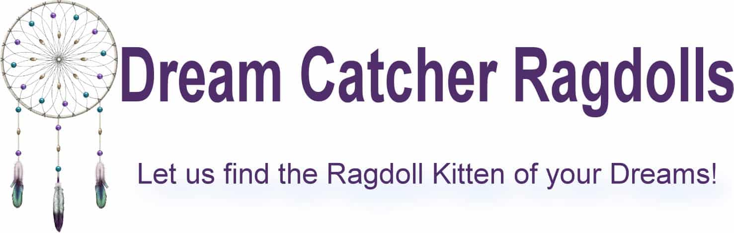 DreamCatcher Ragdolls