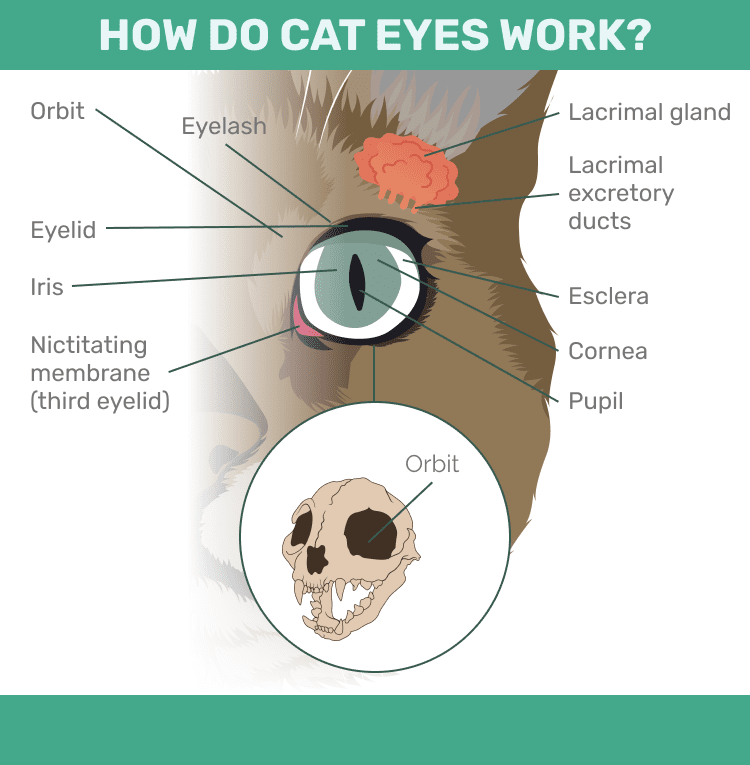 How Do Cat Eyes Work