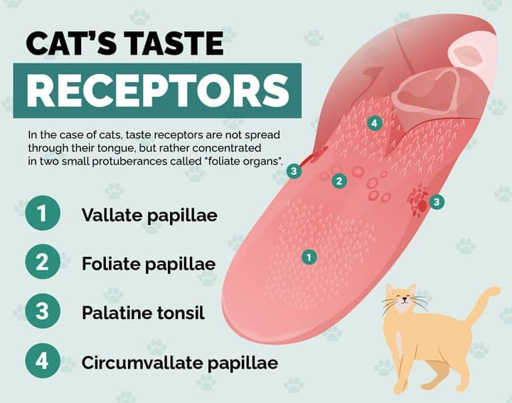 cat's tongue, cat's taste buds, cat's taste receptors