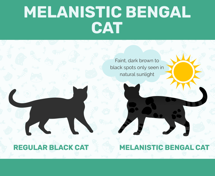 Ghost markings in melanistic (black) Bengal cat vs regular black cat