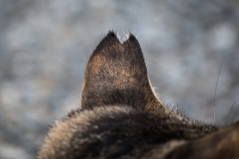 Ear tipped cat