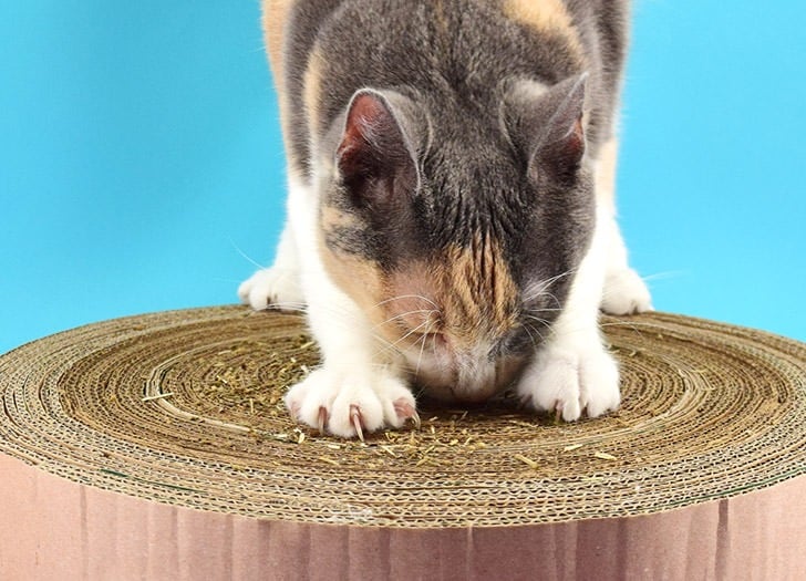 Easy Round Cat Scratcher by Dream A Little Bigger