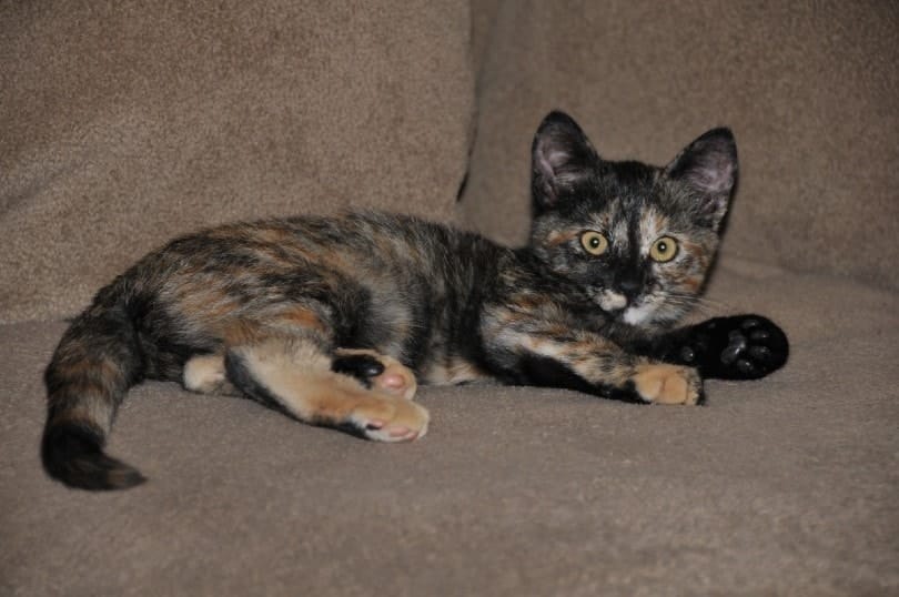 Ebony Tortoiseshell Oriental Shorthair Kitten on a couch
