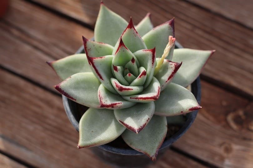 Echeveria plant