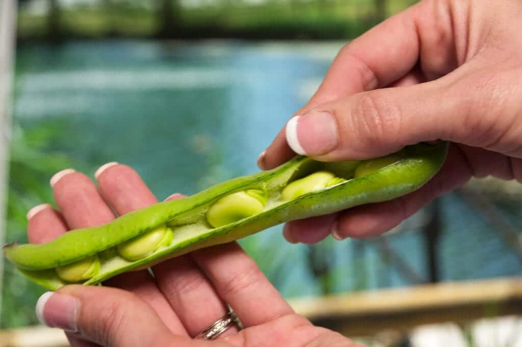 Can Cats Eat Edamame? VetApproved Nutritional Facts & Risks Catster