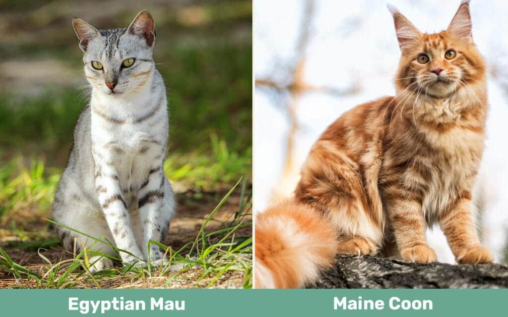 Egyptian Mau vs Maine Coon side by side