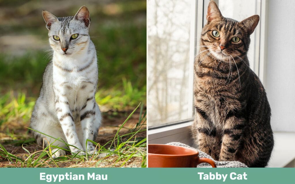 Egyptian Mau vs Tabby side by side