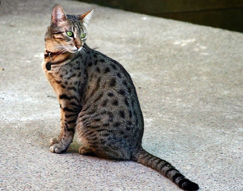 Egyptian Mau