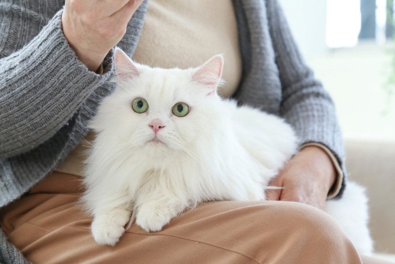 Elderly woman holding her cat