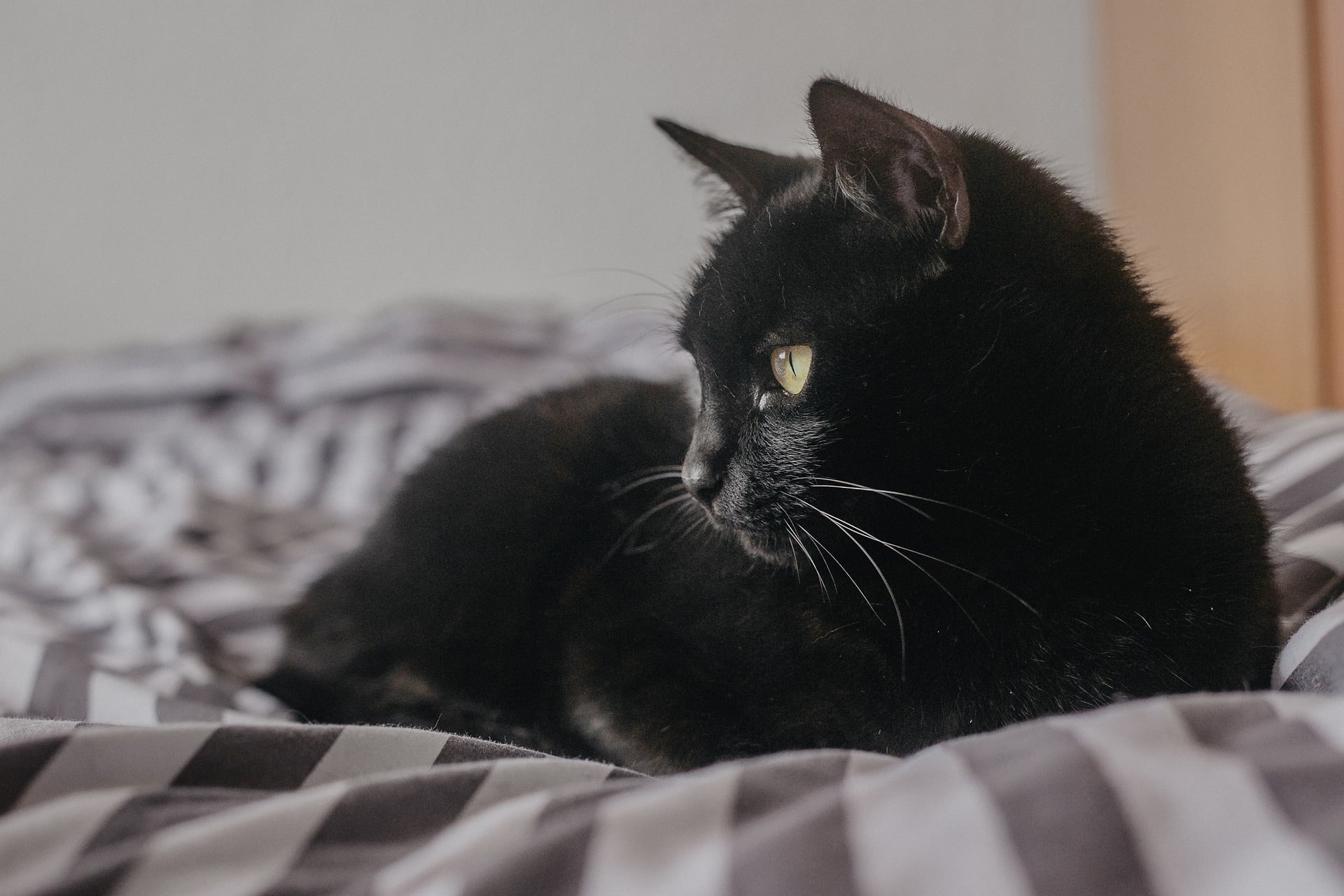 black-cat-on-bed