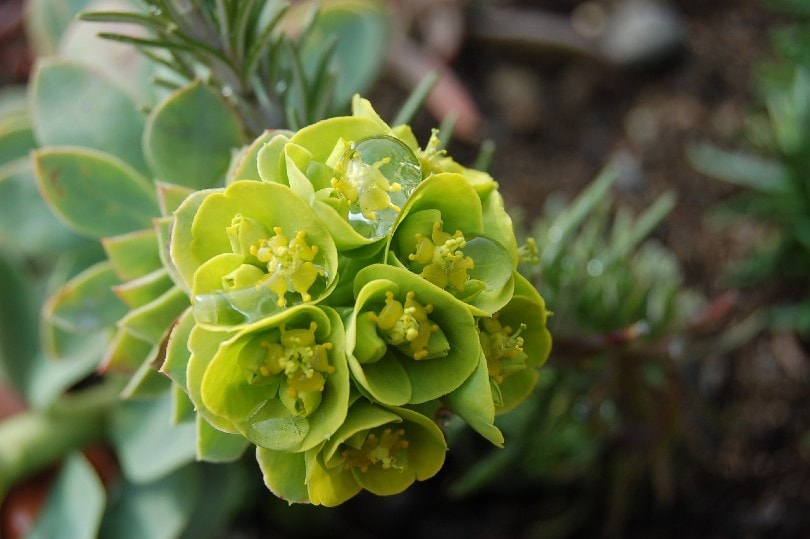 Euphorbia plant