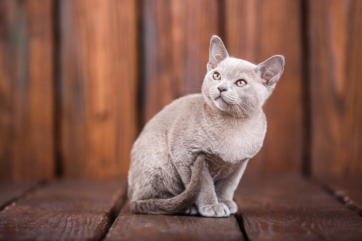 European Burmese cat