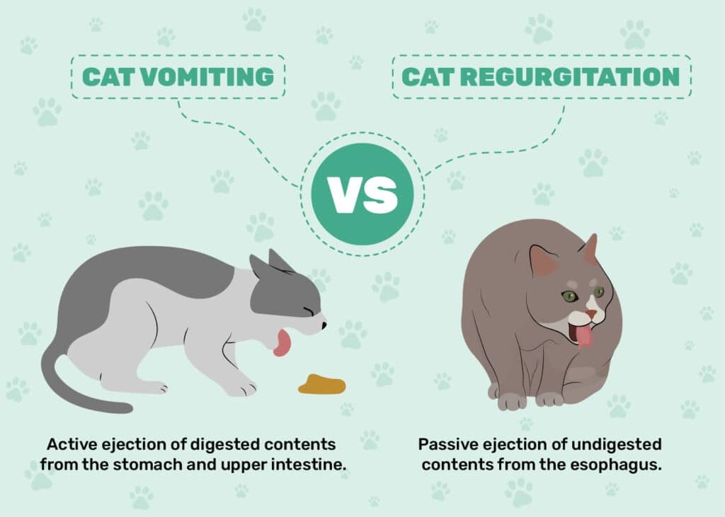 Cat Vomiting vs Regurgitation Infographic