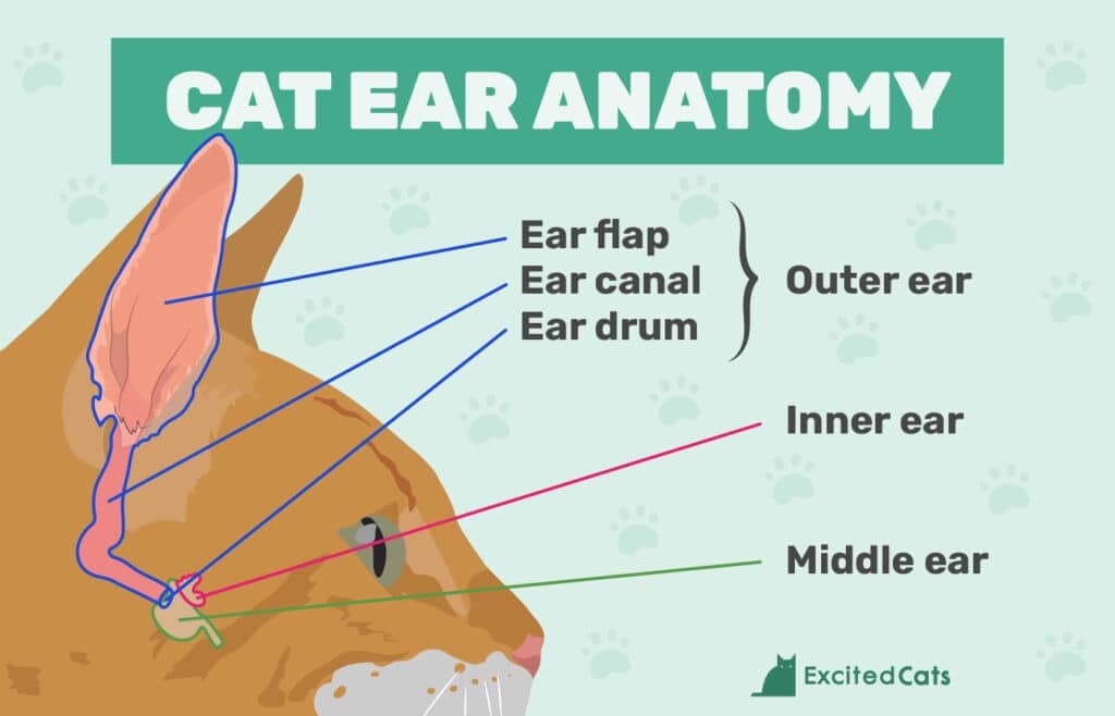 How Many Muscles Does a Cat Have in Each Ear Infographic