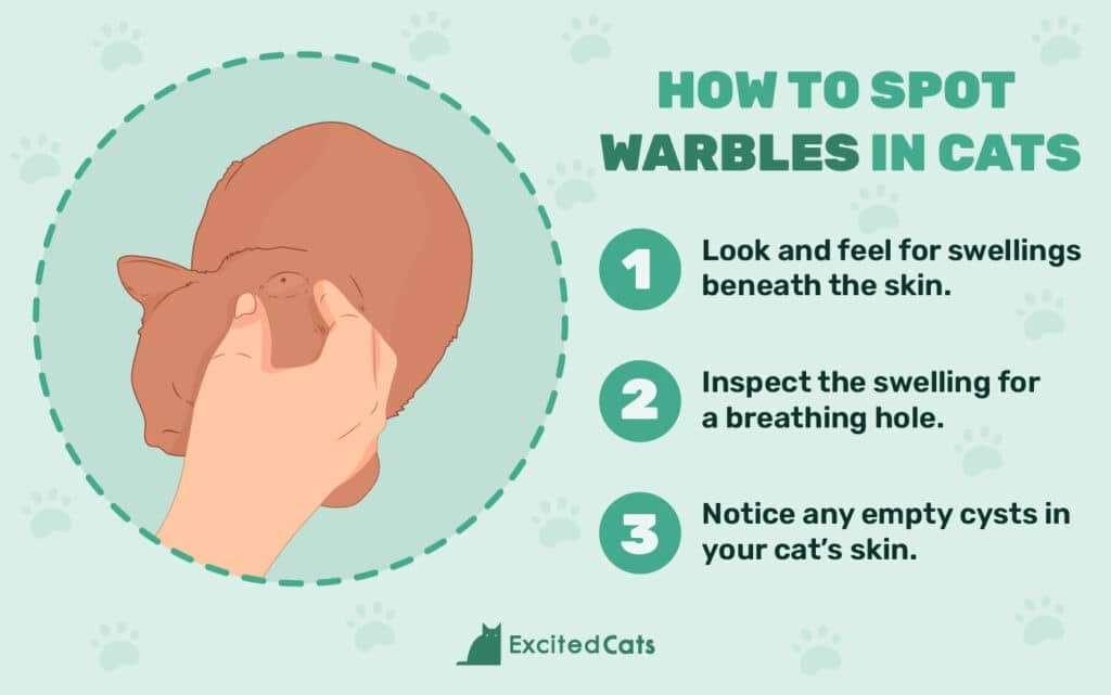 Excited Cats_How to Identify Botflies (Warbles) in Cats