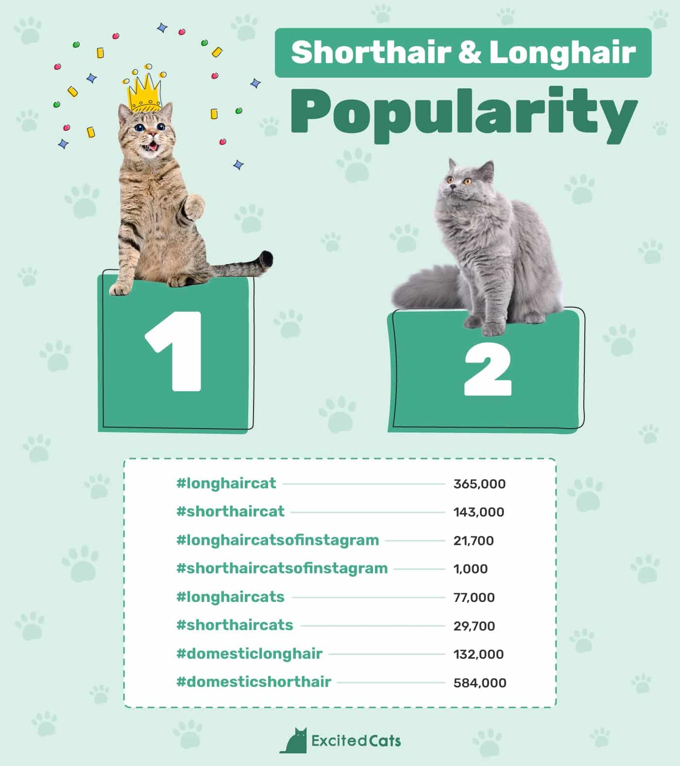 Excited Cats_Longhair cat VS shorthair cat popularity