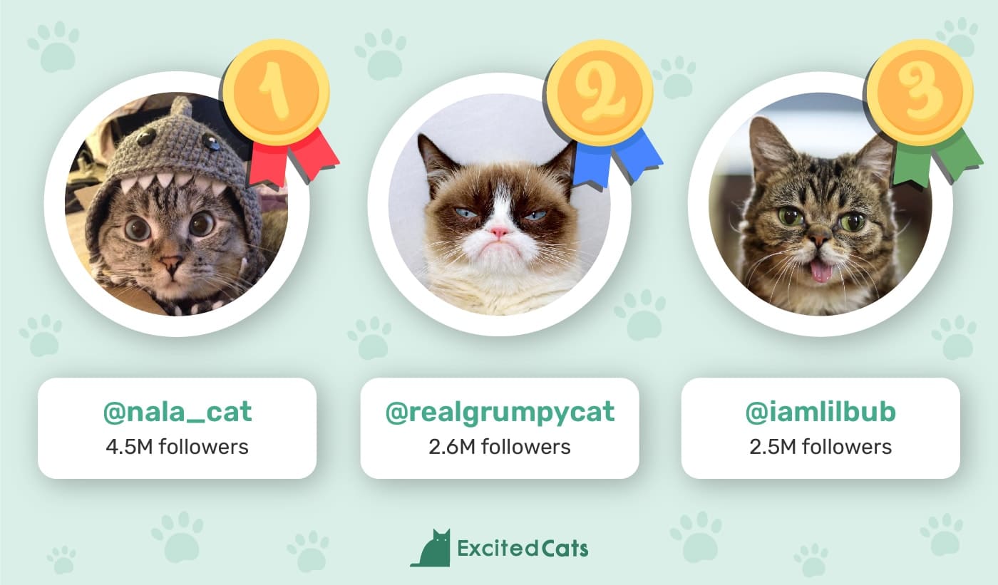 Excited Cats_Top 3 Most popular cats on instagram_Infographic
