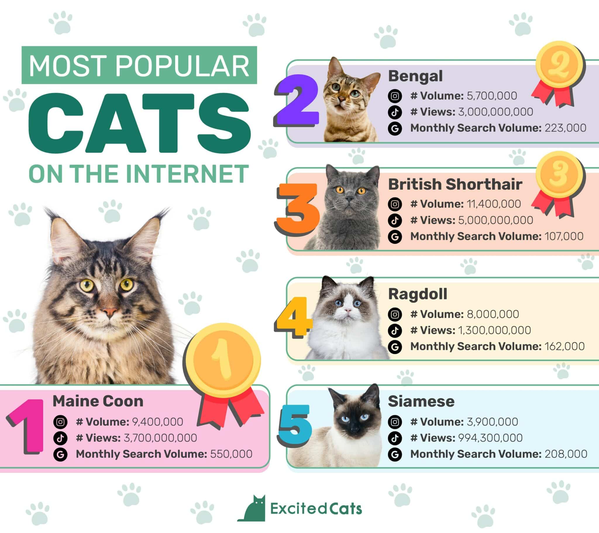 ExcitedCats_Most Popular Cats on the Internet