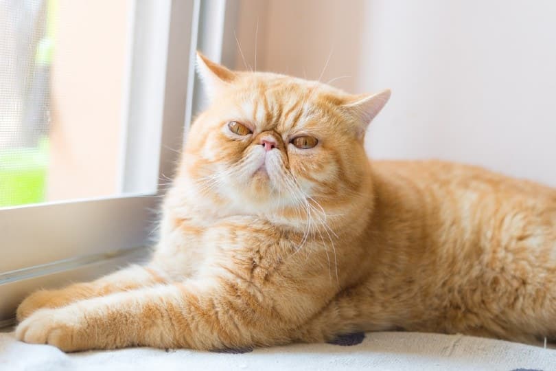 Exotic Shorthair Cat sitting by the window