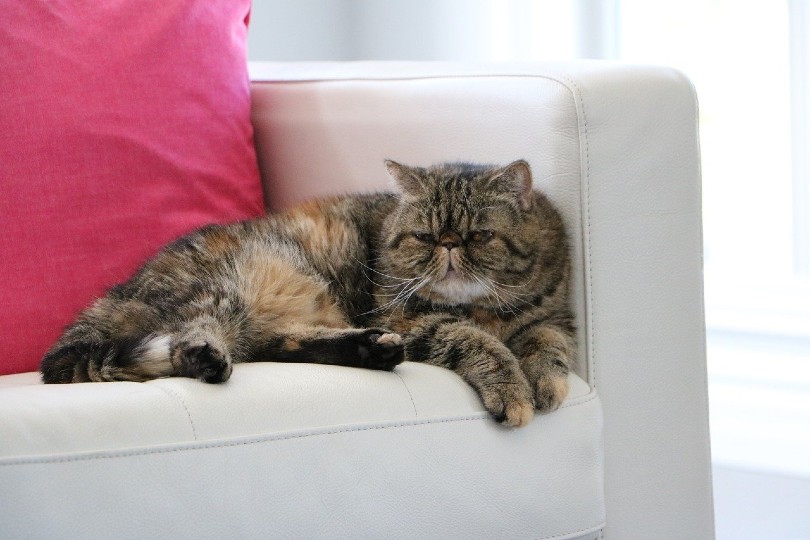 Exotic Shorthair cat