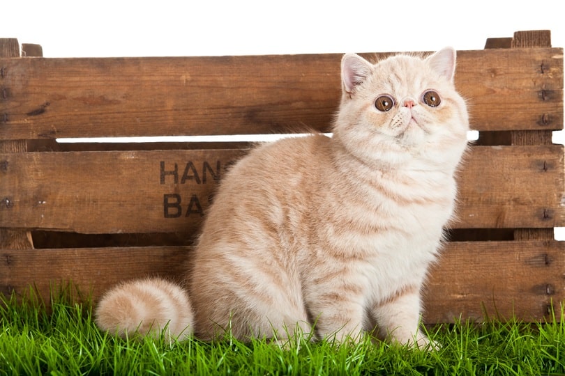 Exotic shorthair cat sitting in grass