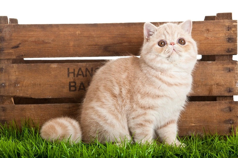 Exotic shorthair cat_Ewa Studio_shutterstock