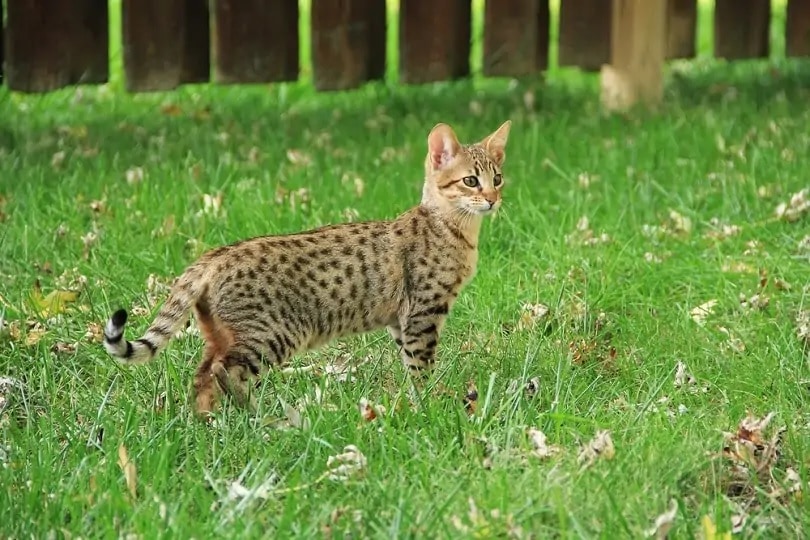 F2 Savannah cat standing on grass