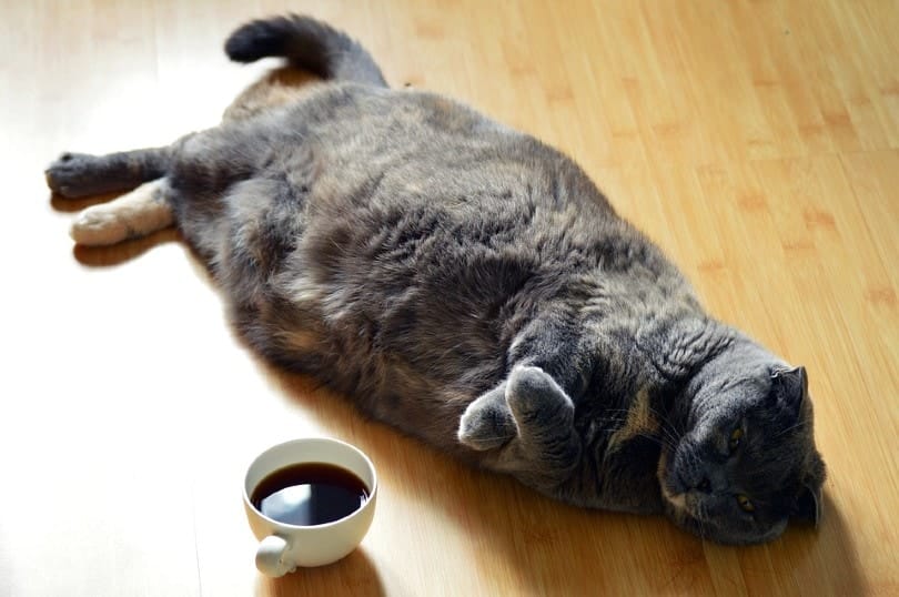 Fat Cat On Floor