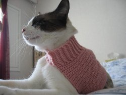 8 Amazing DIY Cat Onesies You Can Make Today (With Pictures) - Catster