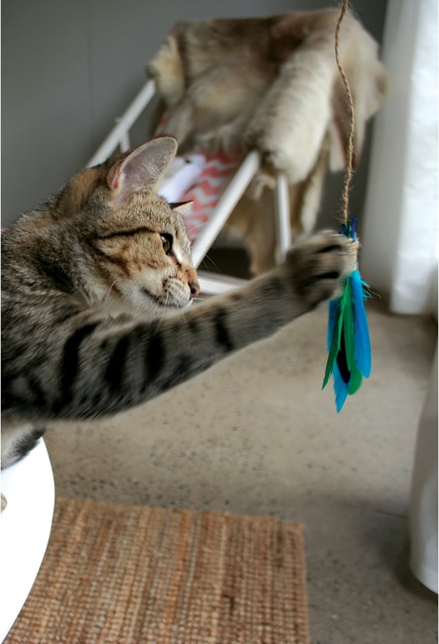 Feather Cat Wand by rspcaqld