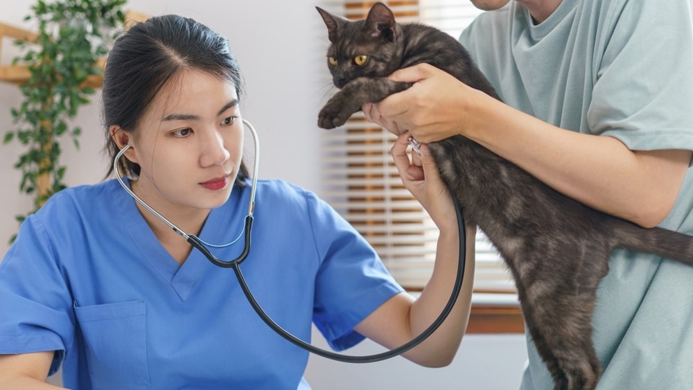 Female veterinarian use stethoscope to check breath of little kitten in vet clinic