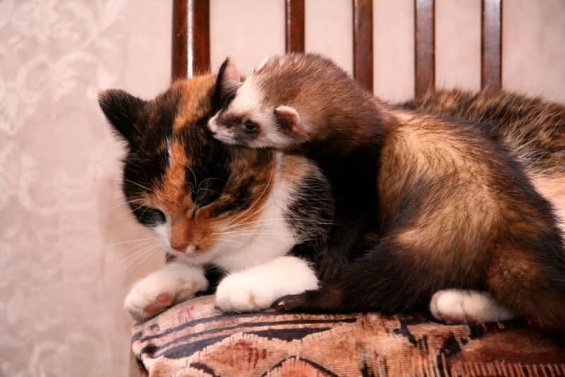 Ferret playing with cat on a chair