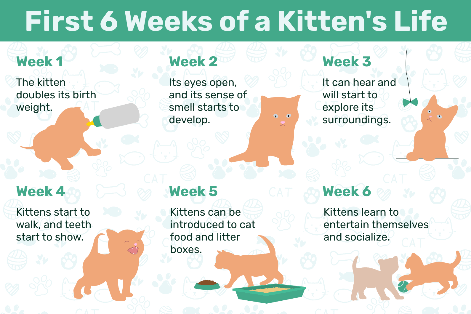 First_6_Weeks_of_a_Kitten_s_Life