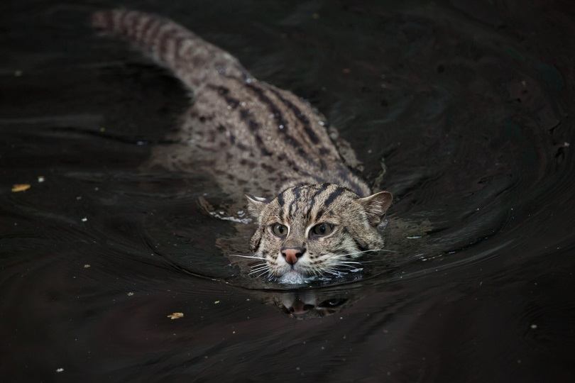 Fishing cat Prionailurus viverrinus_Vladimir Wrangel_shutterstock